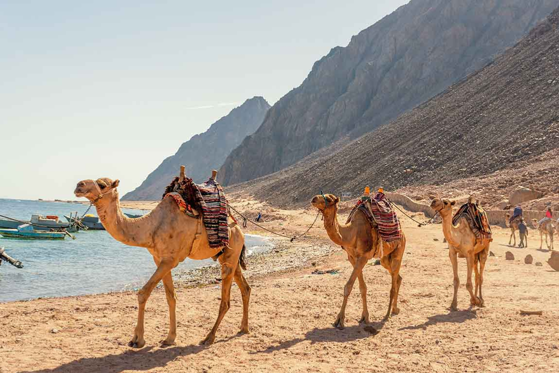 Tropitel Dahab Oasis. - Gallery Image 4