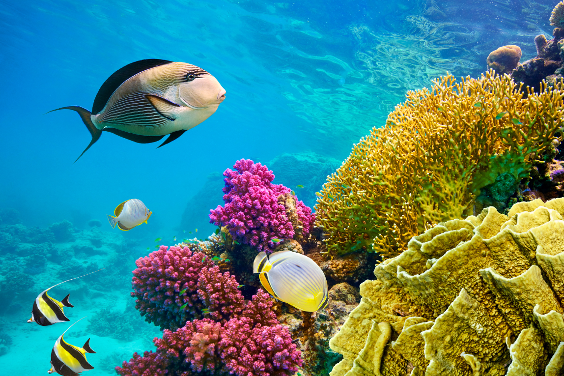 Parrotel Aquapark Resort - Gallery Image 2