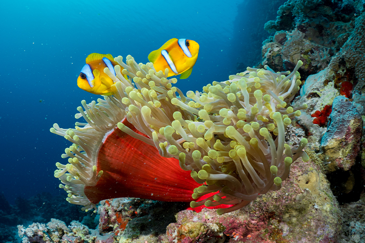 Red Sea Luxury Escape - Gallery Image 4